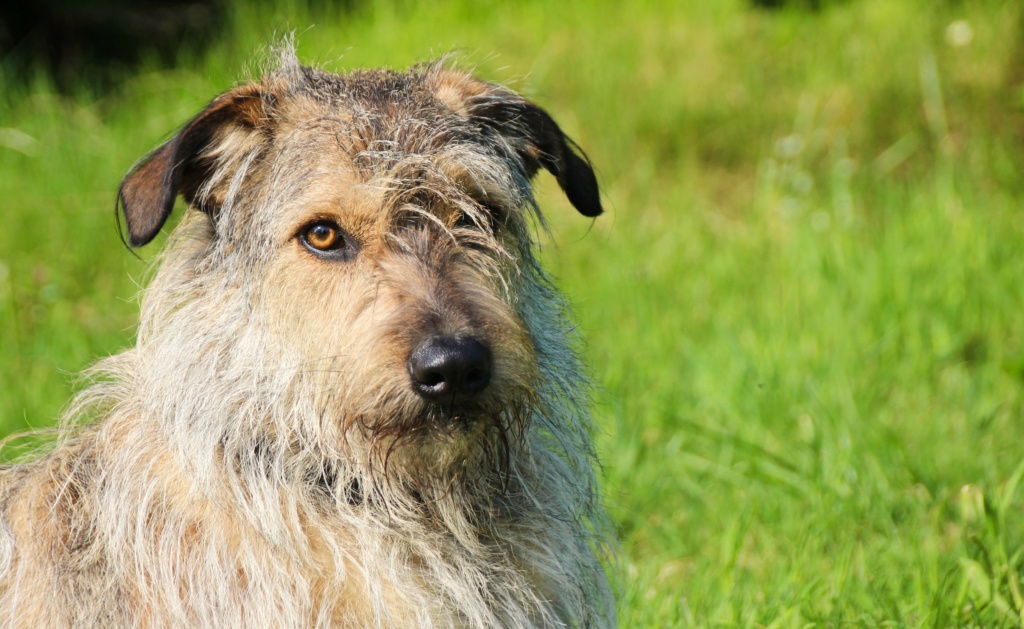 WILSON (ex GRIZOU) - mâle croisé de taille moyenne à grande adulte, né environ décembre 2016 - REMEMBER ME LAND, Adopté par Benjamin  ( Belgique) - Page 3 Img_9310