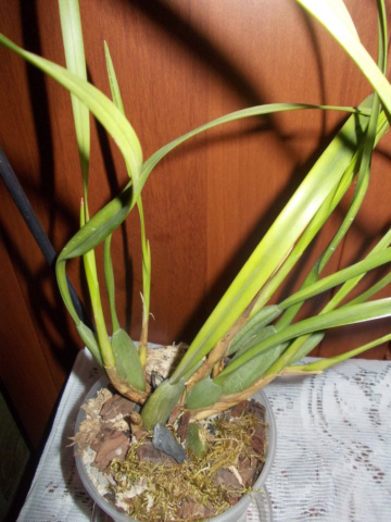 Maxillaria tenuifolia Dscn8515