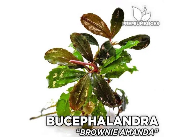 Bucephalandra "Brownie Amanda" Buceph13