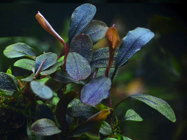 Bucephalandra "Brownie Red" Buceph15