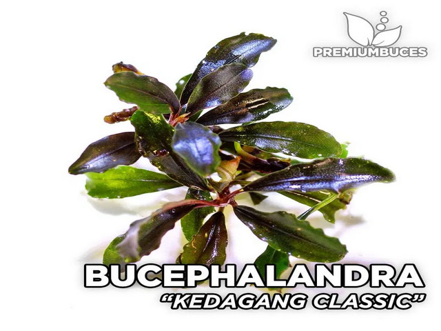 Bucephalandra "Kedagang Classic" Buceph24