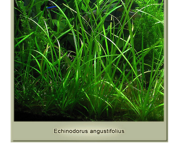 Echinodorus Angustifolius Echino10