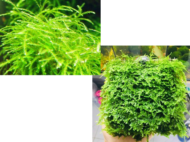 Isopterygium sp. "Mini Taiwan Moss" Isopte10
