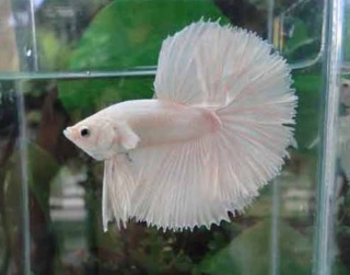 Betta (Betta splendens) Metal10