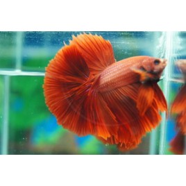 Betta (Betta splendens) Super_10