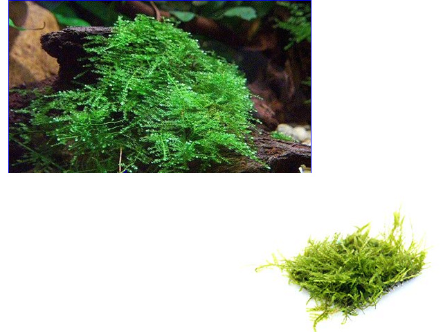 Taxiphyllum sp "Anchor moss" Taxiph10