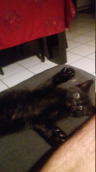 Orage, chaton mâle européen noir , né le 12.04.2018    20180630