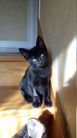 PTILOU, chaton noir né le 14/05/2019 20190736