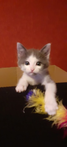 SERGIO,chaton gris et blanc ,né le 4 août 2021 20210917