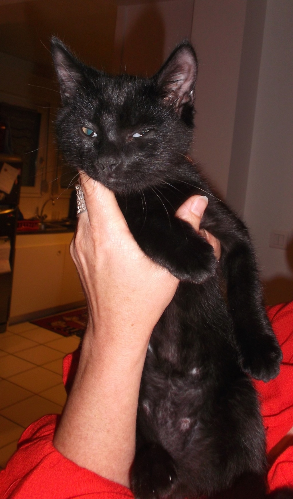 Orage, chaton mâle européen noir , né le 12.04.2018    Dscf9810