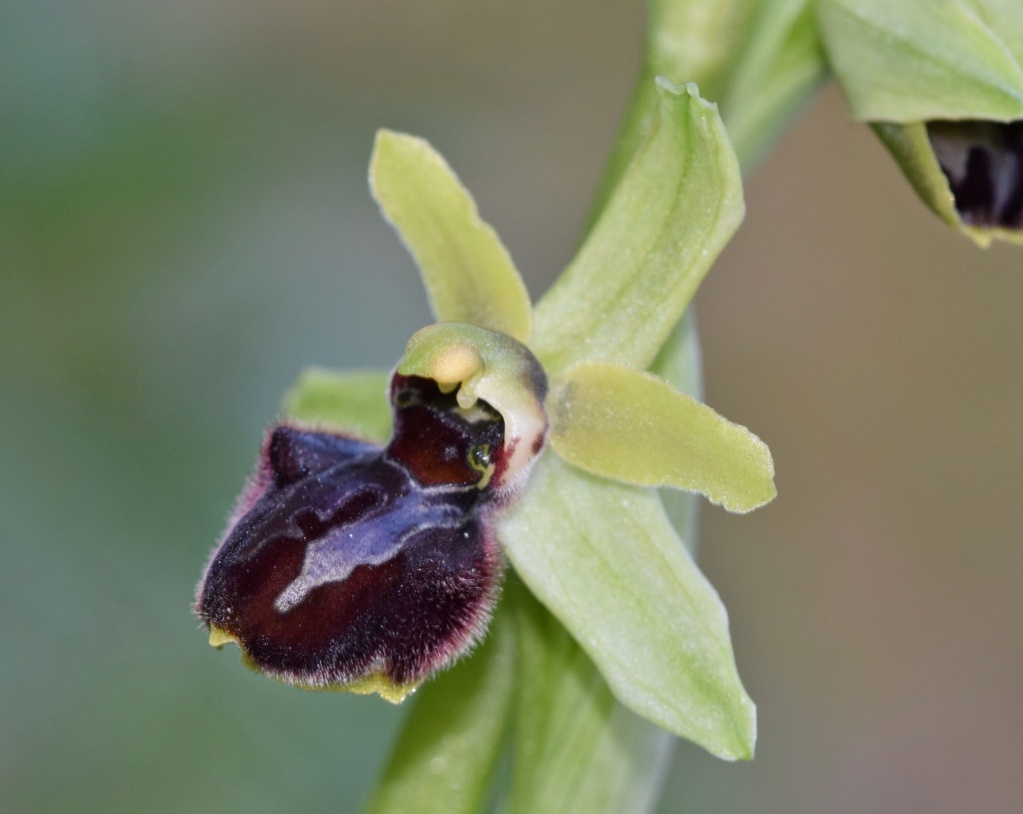 Ophrys sphegodes subsp massiliensis 1eab7210