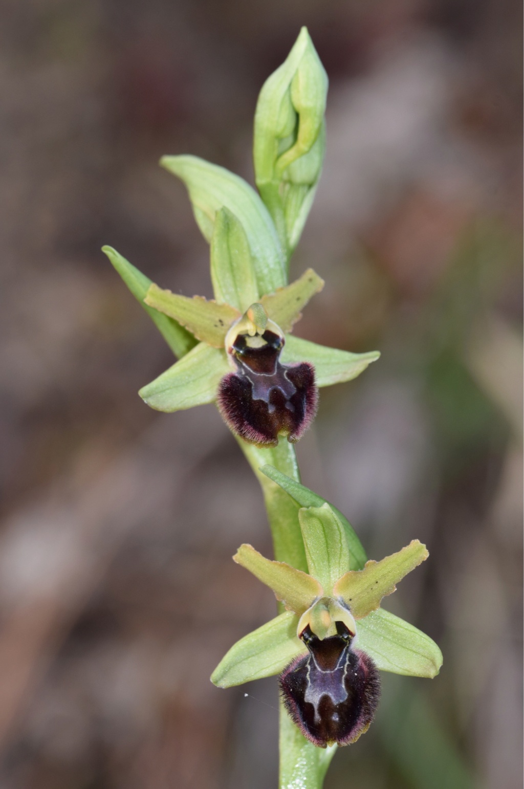 Ophrys sphegodes subsp massiliensis 2831e310