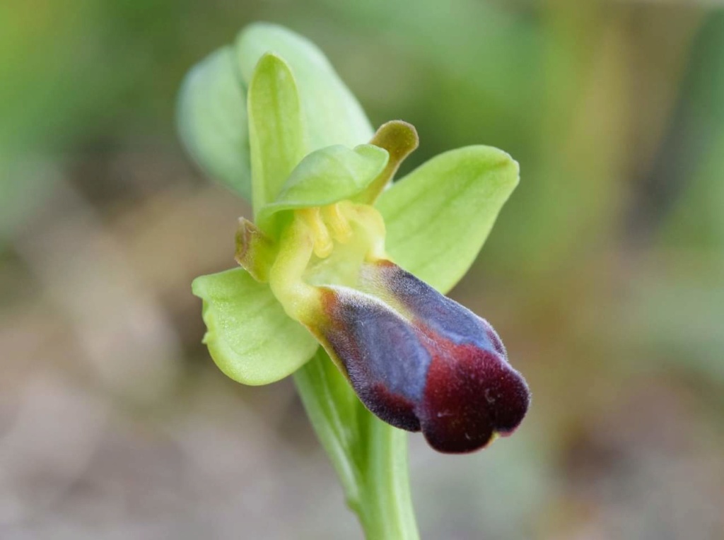 Ophrys de l'Aveyron  Fb_img10