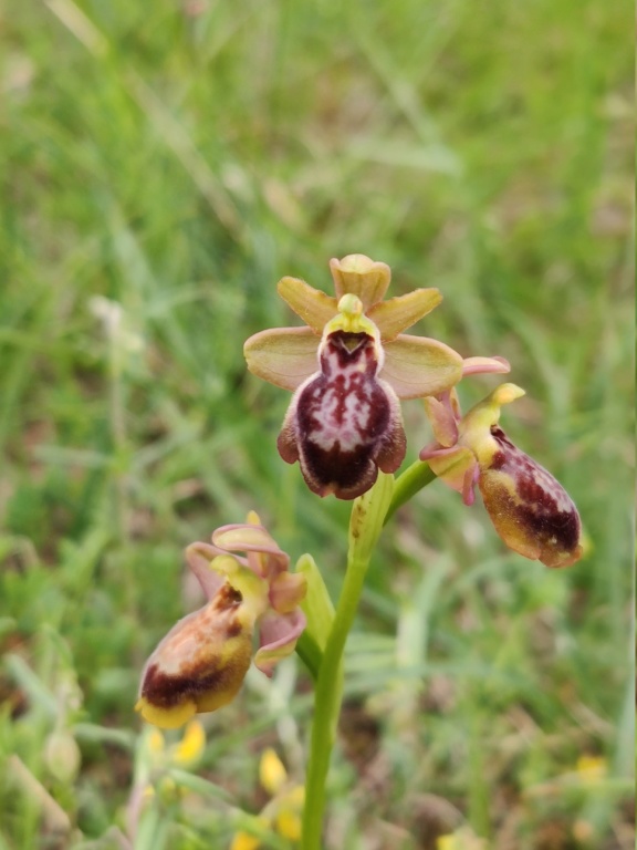 Ophrys aveyronensis x lutea  Img_2013