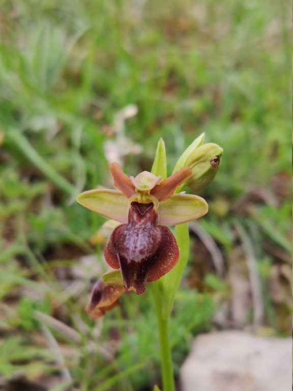 Ophrys aveyronensis x lutea  Img_2014