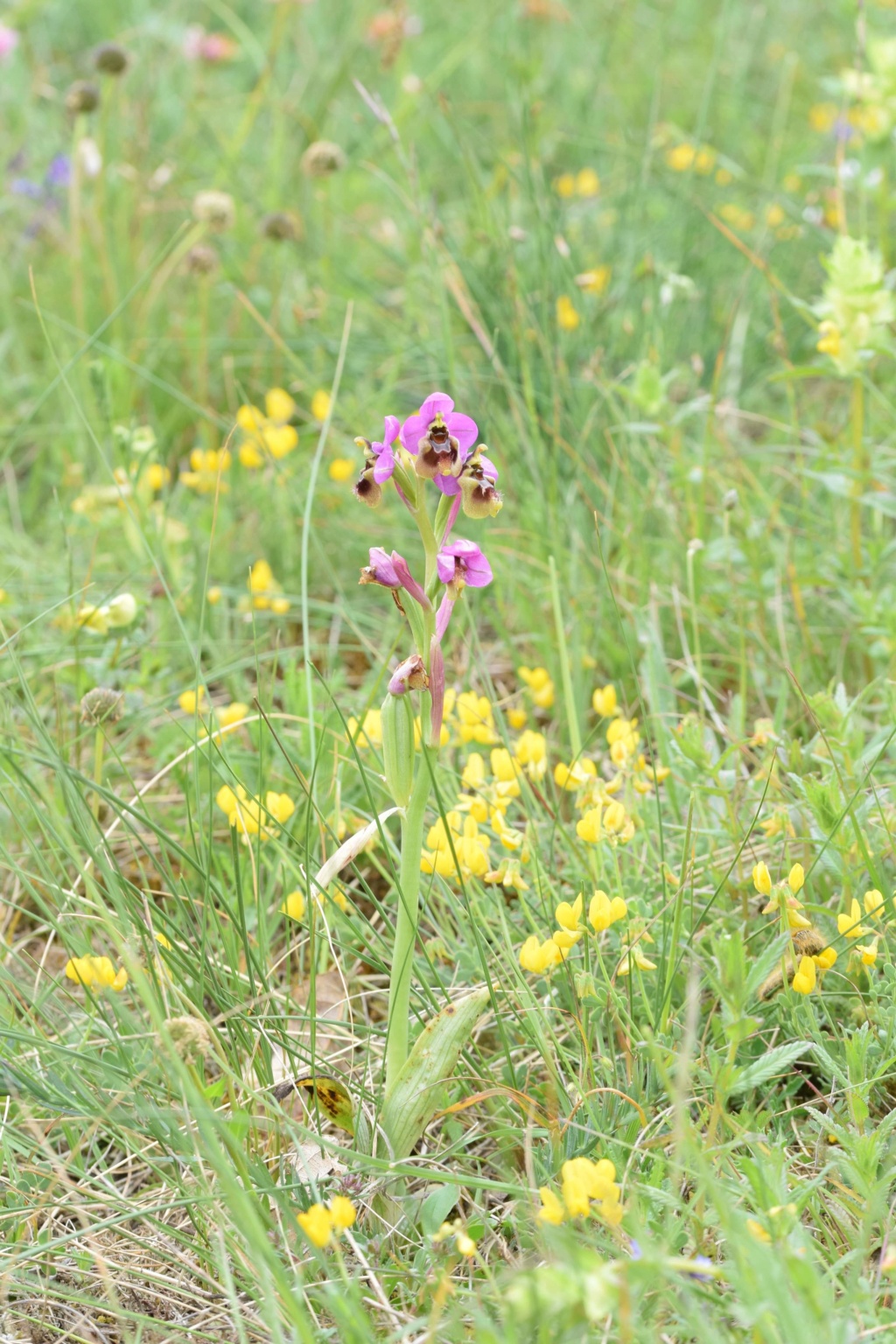 Aveyron Ophrys tenthredinifera subsp ficalhoana 2019  Receiv12