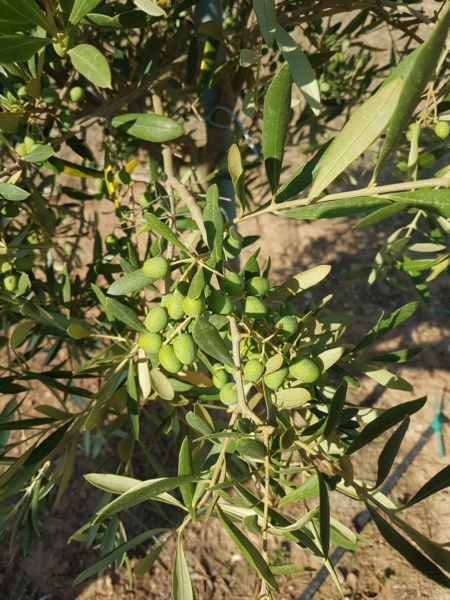 ¿Qué variedad de olivo es? (Mallorca) 20190710