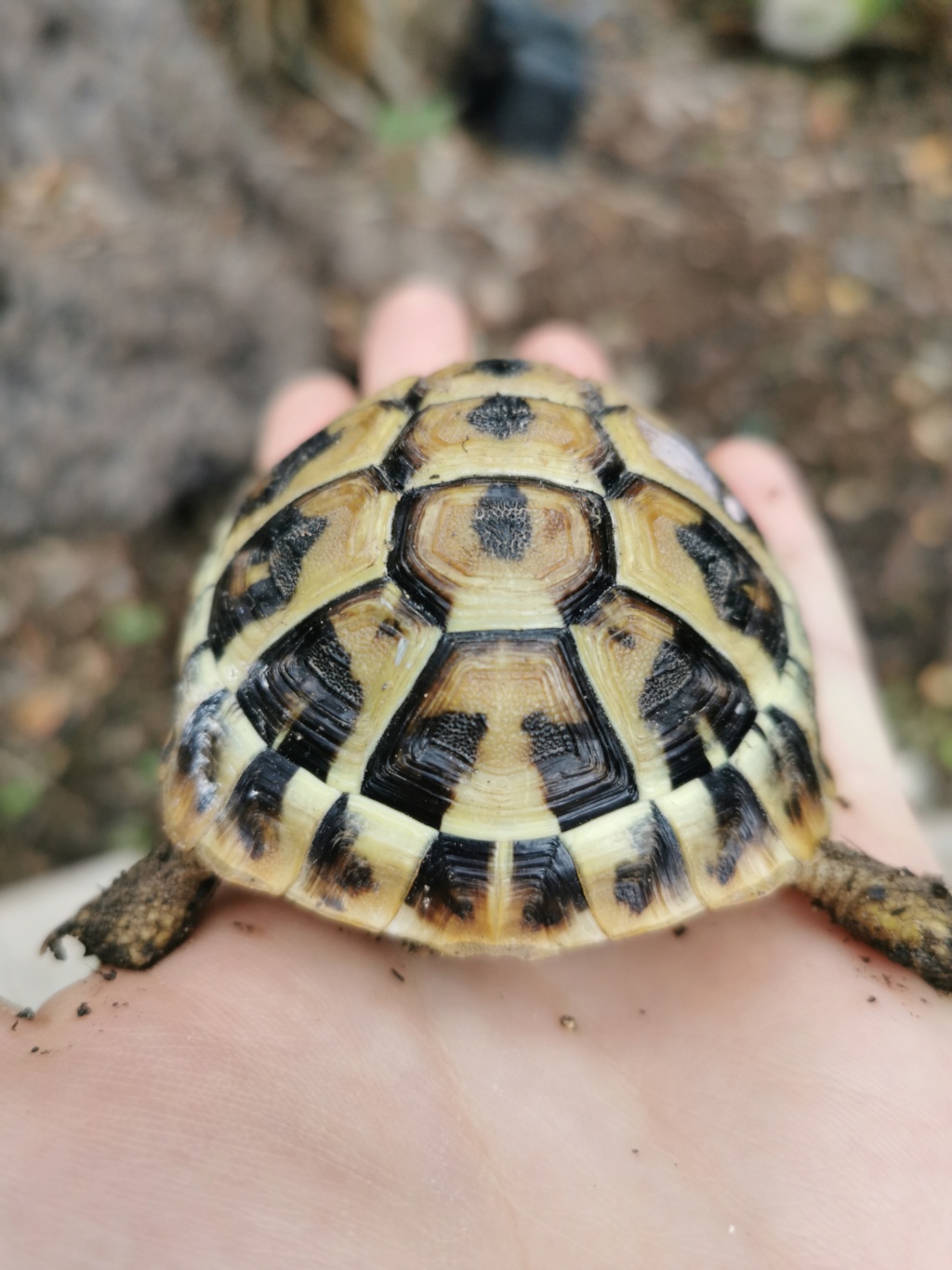 Sexage tortues juvéniles  Img_2018