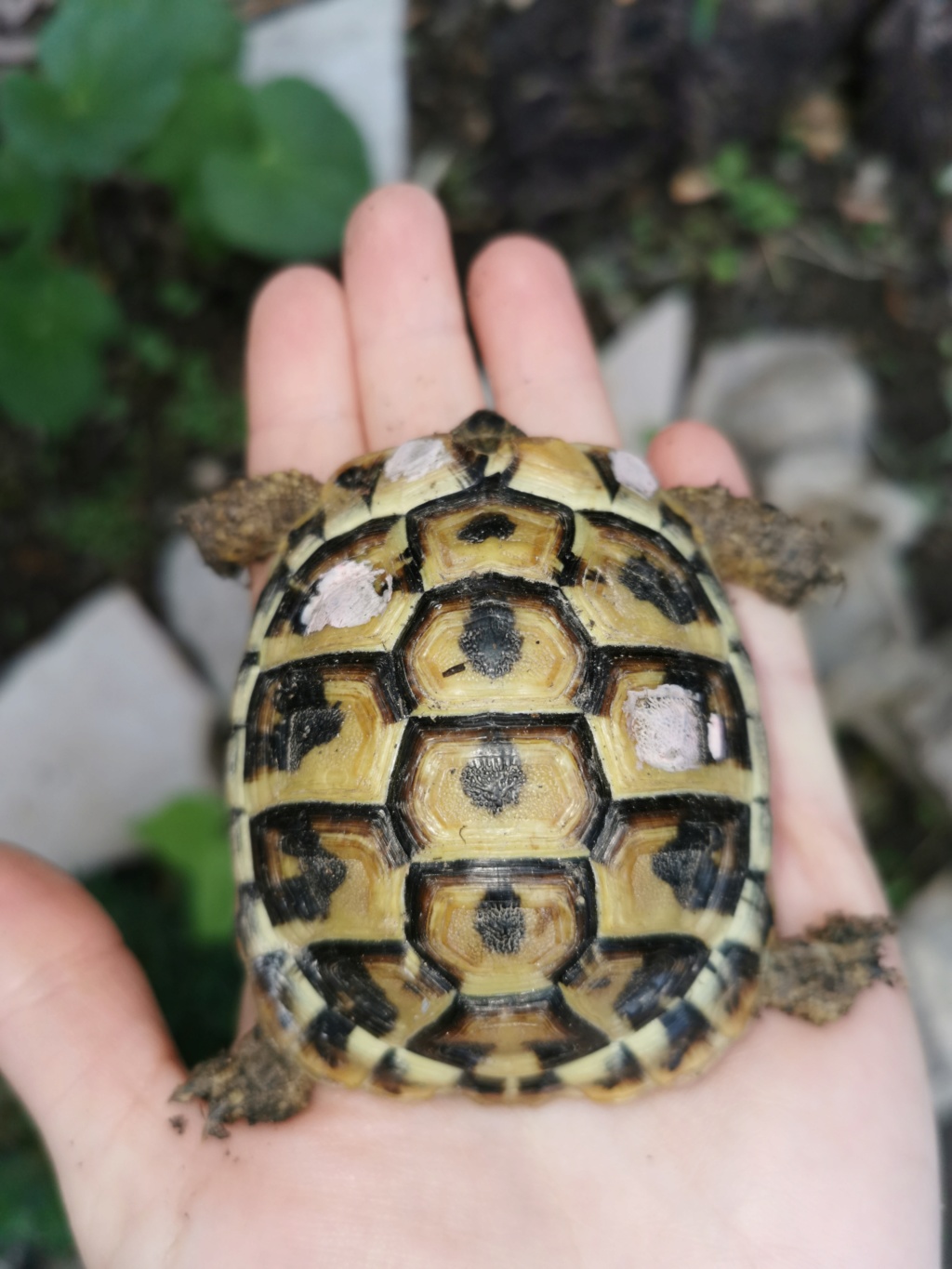 Sexage tortues juvéniles  Img_2019