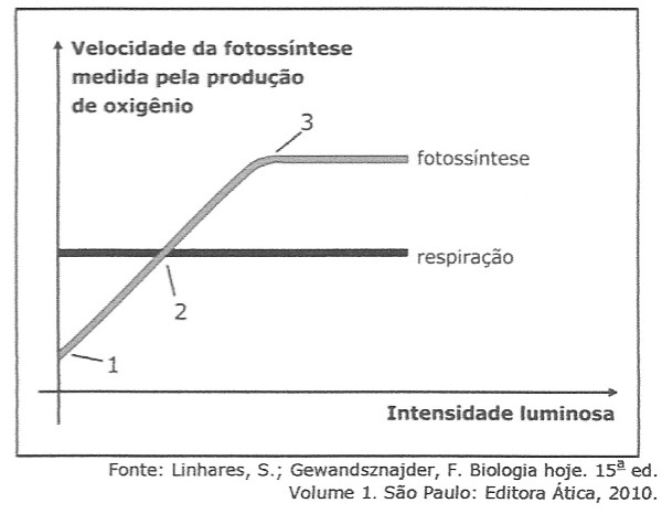 (UEPG 2014.1) Fotossíntese 01310