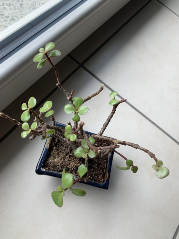 Aiuto per bonsai crassula arborescens 4ad9e710