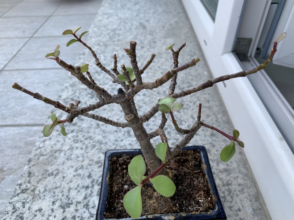 Aiuto per bonsai crassula arborescens Image14
