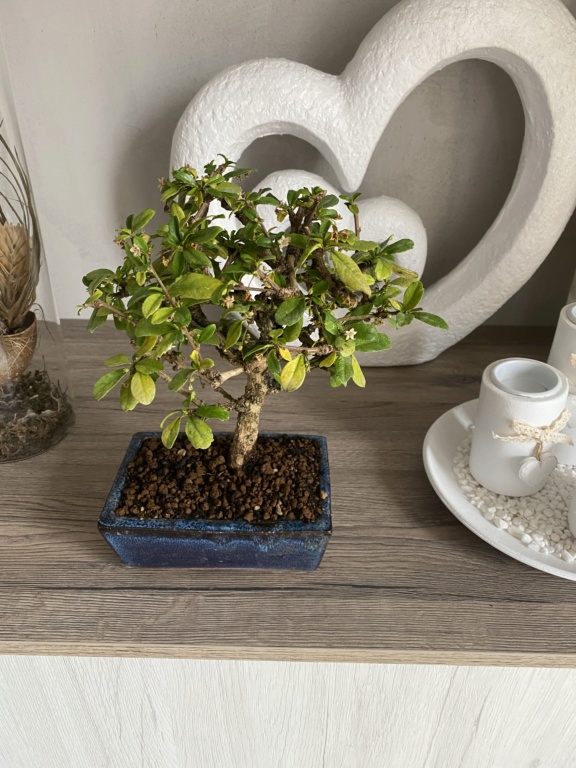 Bonsai carmona aiuto 10da5810