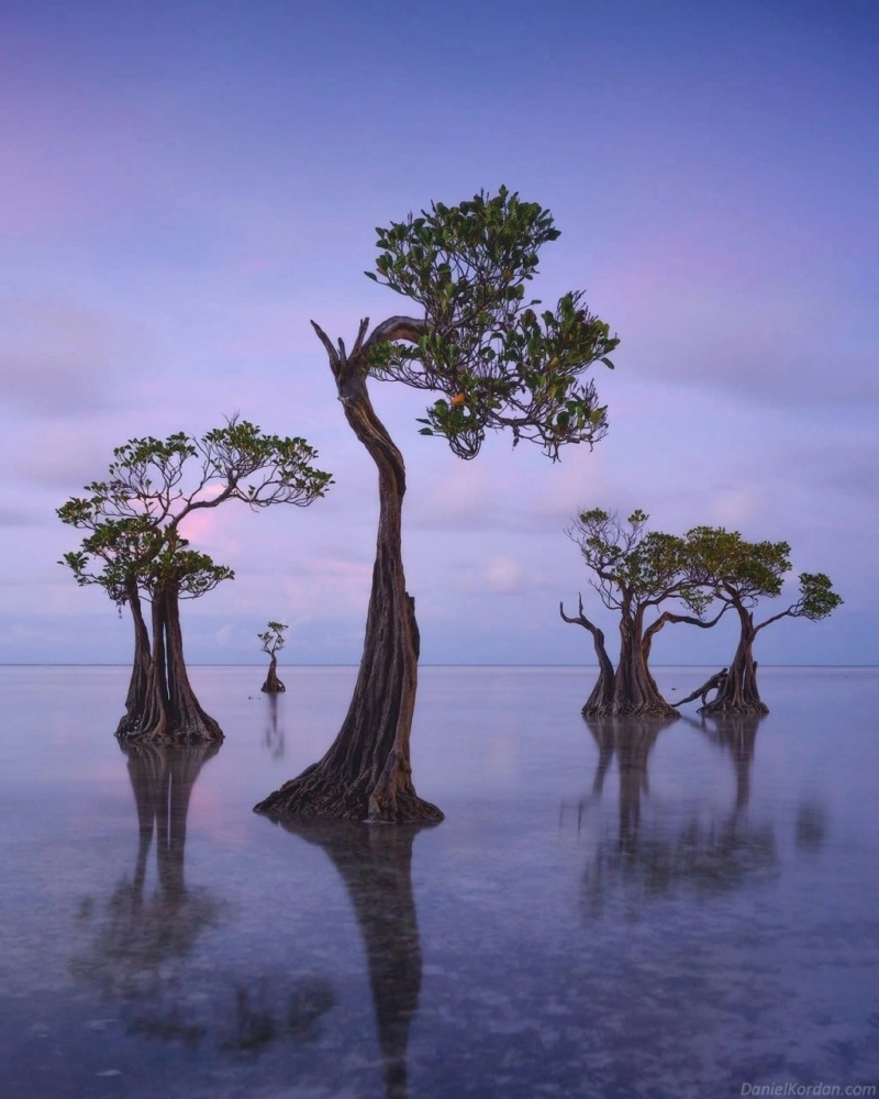 ph: Даниил Коржонов - Танцующие деревья Индонезии - Остров Сумба Photo238