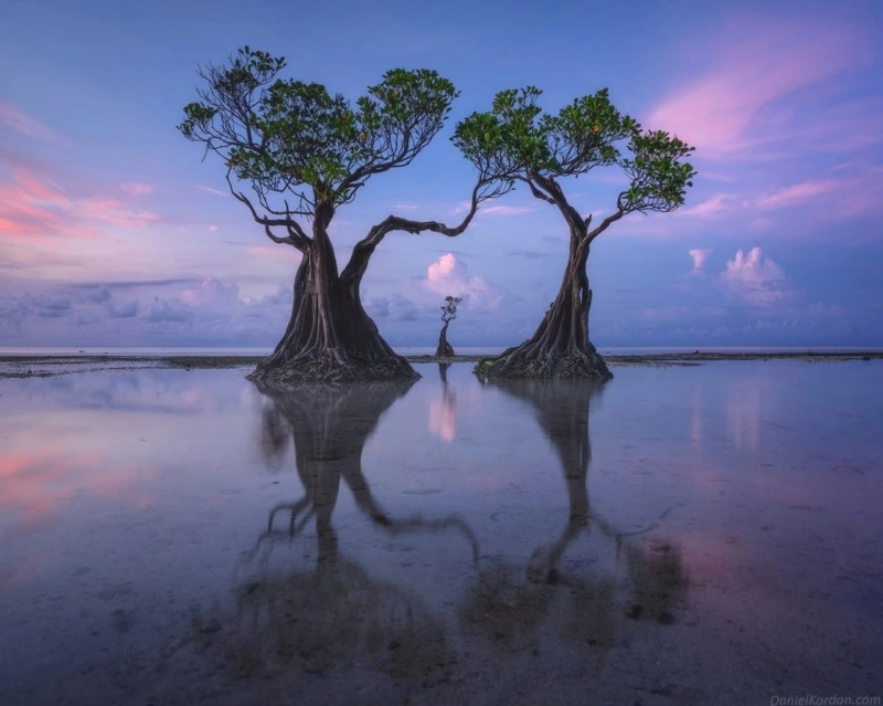 ph: Даниил Коржонов - Танцующие деревья Индонезии - Остров Сумба Photo241