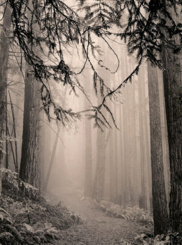 Мистический лес ph: Paul Kozal  Photo324