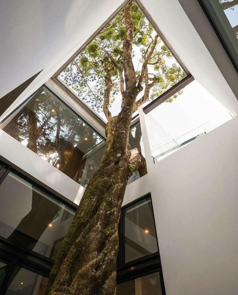 Interior nature installations или деревья как часть интерьера Photo427