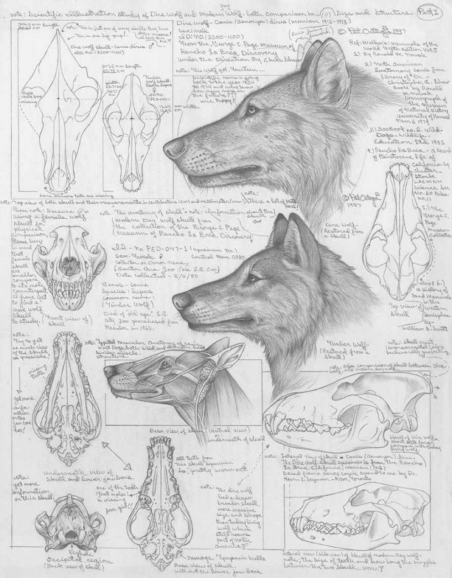 Une étude révèle les secrets des vrais loups Canis-10