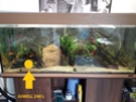 30L Dennerle Aquascaped - Page 3 Aqua2410