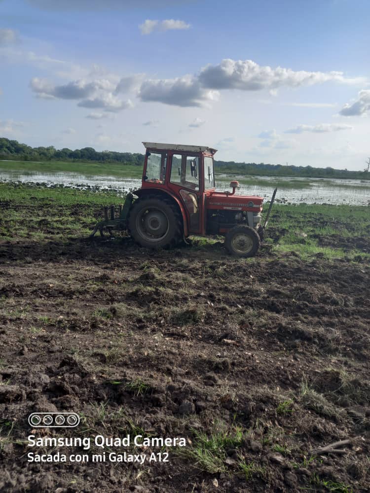  Me presento con motoazada Volpino y Massey Fergusson 135. 21070610