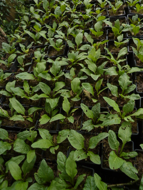 mandragore P1130110