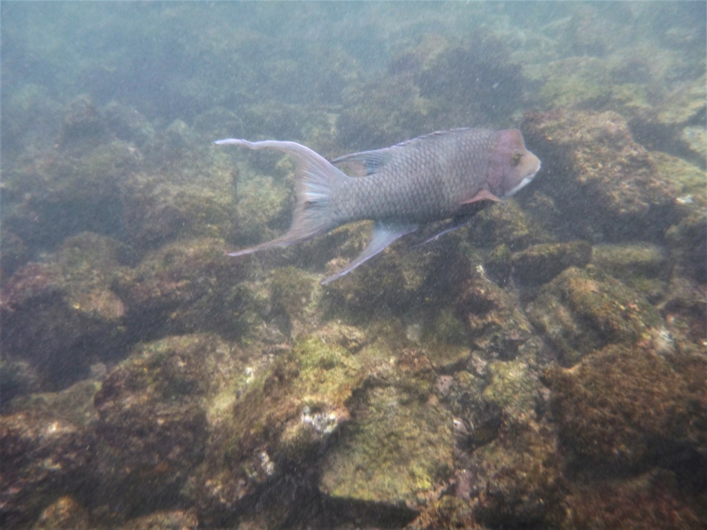 Galapagos en février 2019 P1020411