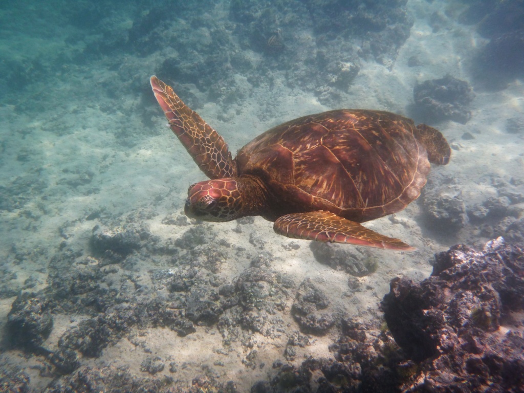 Galapagos en février 2019 P1020516