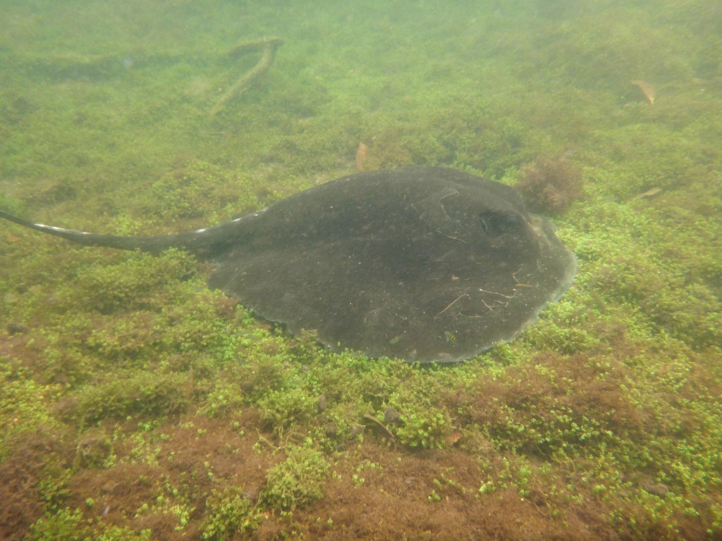 Galapagos en février 2019 P1020517