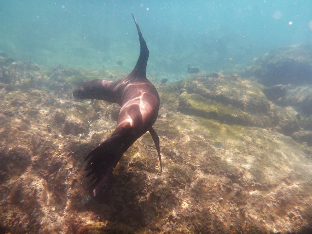 Galapagos en février 2019 P1020611