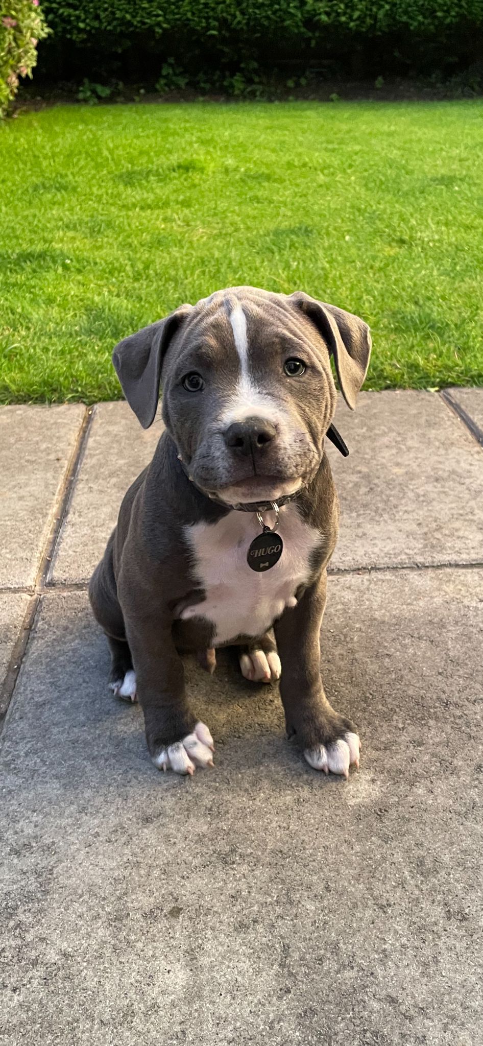 Is my puppy a full Staffy?  051c1d10