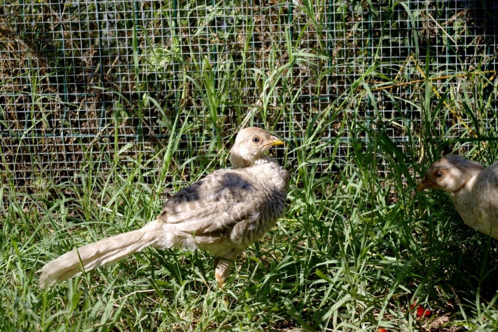 Marans qui couve et faisandeau doré (isabelle) ? 34761110