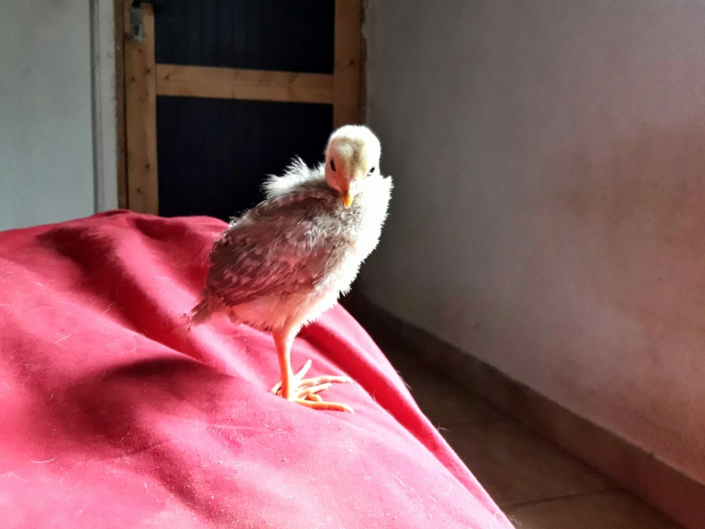 Grande Expo/Concours Photos et/ou vidéos 1 semestre 2023 consacré aux bébés des Animaux à Plumes (3 Photos et/ou vidéos par post et illimitée en nombre de posts) - Page 2 34780110