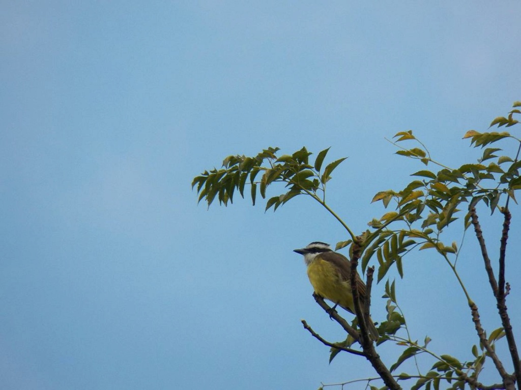 AVES        - Página 2 Bentev11