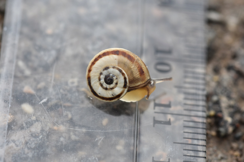 Escargot inconnu Méditerranée  Dsc_0014