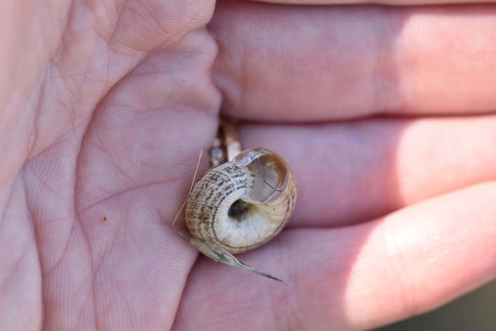 Escargot Inconnu numero 2 - Le Castellet - @LGN Dsc_0110