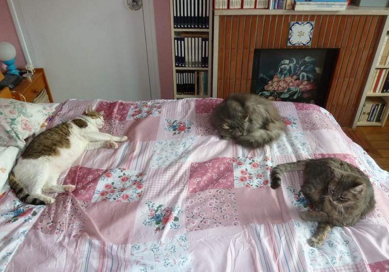 Duo de chats jardiniers! - Page 21 P1070643