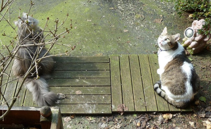 Duo de chats jardiniers! - Page 21 P1080036