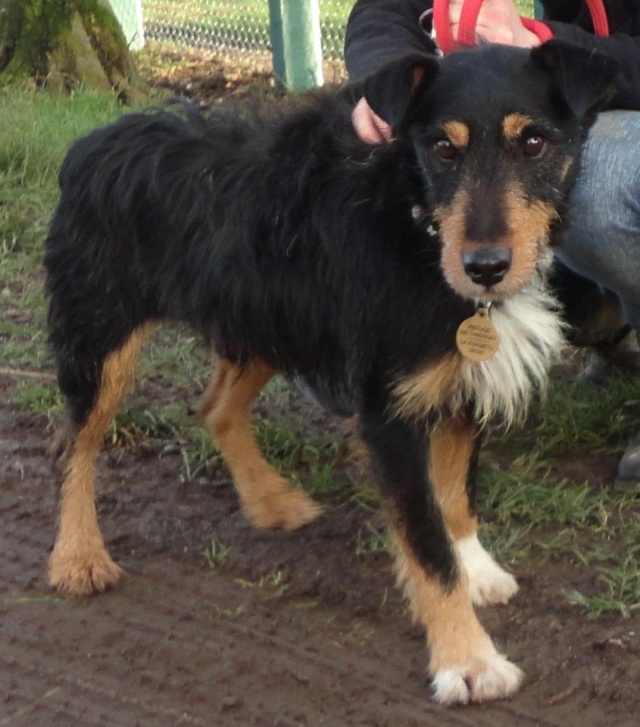 ROUBLARD, x Jagdterrier 3/4 ans (2 ans de refuge), refuge de Thiernay, dpt 58 450_3510