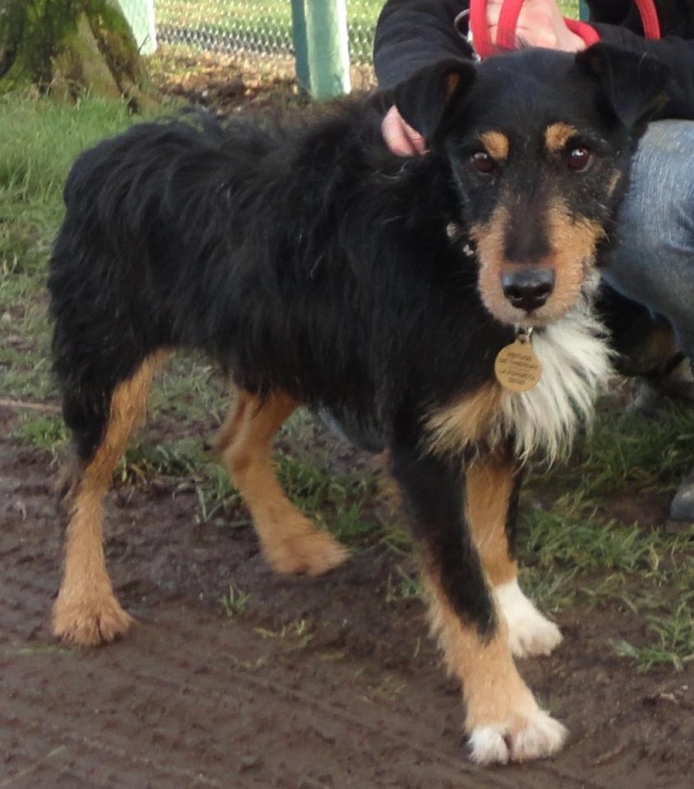 ROUBLARD, x Jagdterrier 3/4  ans (2 ans de refuge), refuge de Thiernay, dpt 58 450_3510