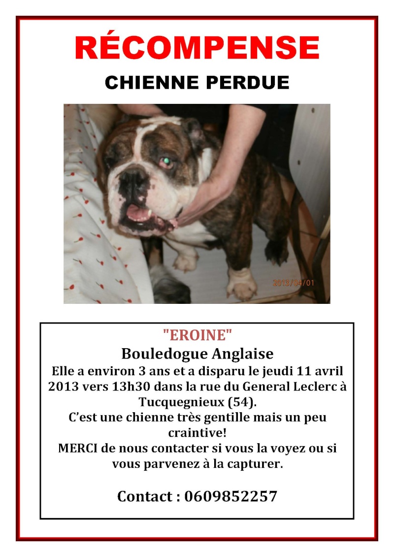 Perdue- Eroine, bouledogue anglaise de 3 ans Eroine10